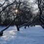 Снег под плодовыми деревьями: оставить или убрать?