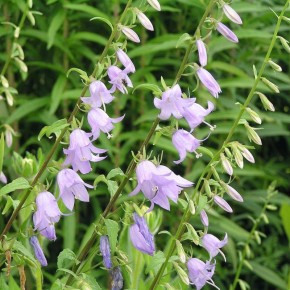 Кто сказал, что вы не сможете вырастить колокольчики дома? Советы по уходу