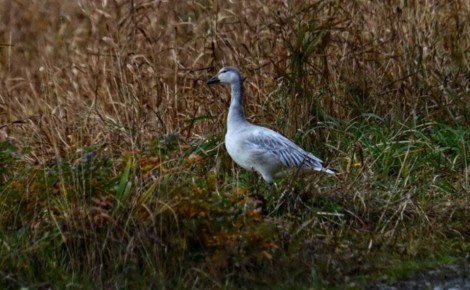 Редких белых гусей впервые заметили на Шикотане