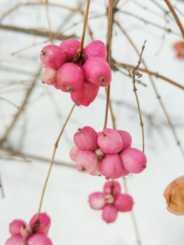 ������ ������� ��������� �������������� ���������� ���������