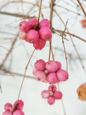 Яркими кадрами цветущего снежноягодника поделилась сахалинка