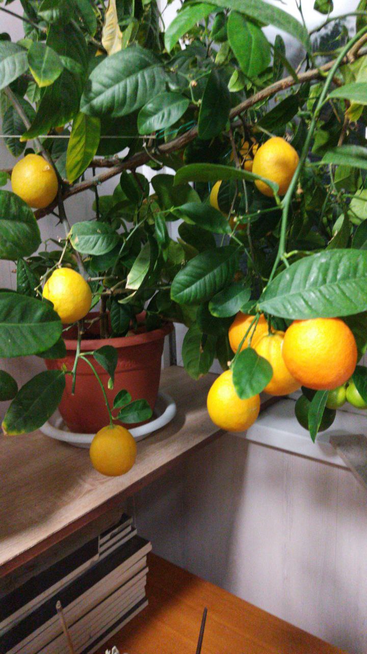 Снимками предновогоднего урожая мандаринов и лимонов поделилась сахалинка Снимками предновогоднего урожая мандаринов и лимонов поделилась сахалинка