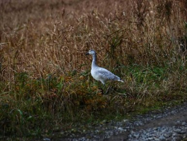 На Шикотане впервые за 40 лет встретили белых гусей