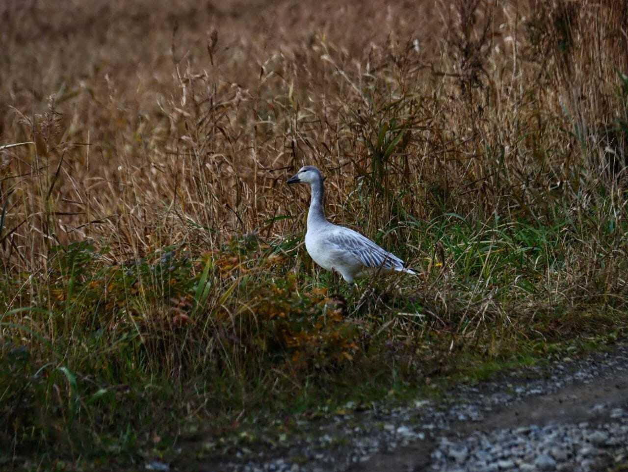 На Шикотане впервые за 40 лет встретили белых гусей