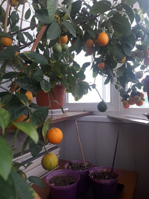 �������� ��������������� ������ ���������� � ������� ���������� ���������