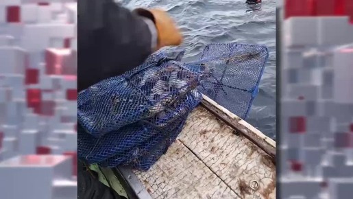 Впервые в истории Южных Курил на острове Кунашир внедрили технологию искусственного выращивания морского гребешка