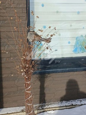 Бюльбюль неожиданно показался в Южно-Сахалинске