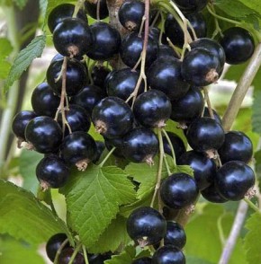 Как обрезка черной смородины влияет на урожай: советы агрономов