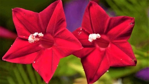 Очарование квамоклита: восхитительная лиана для вертикального озеленения