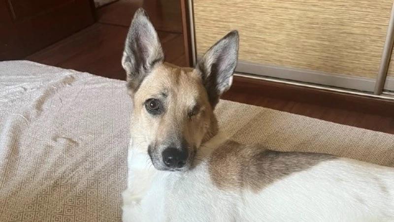 Потеряла глаз, обрела дом: как замученная живодерами собака оказалась в семье на Сахалине