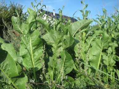 Как распознать хрен среди зелени: простые советы для садоводов