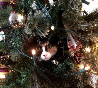 Поделитесь, а вы уже поставили елку или только планируете?