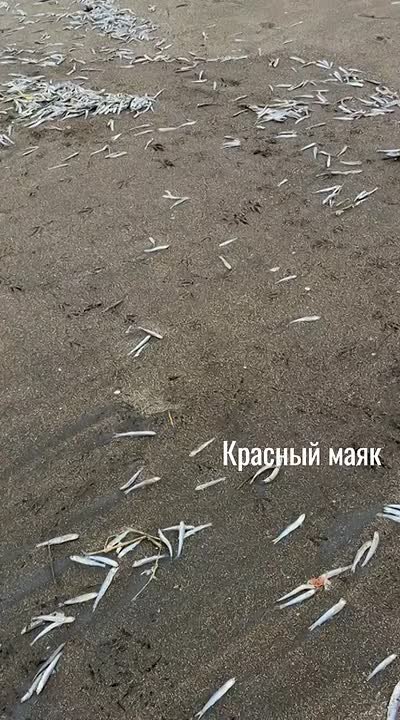 Возможно анчоус: массовый выброс мелкой рыбы зафиксировали очевидцы на Итурупе