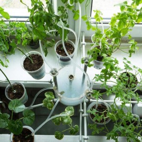 Как сохранить комнатные растения живыми во время отпуска: секреты фитильного полива