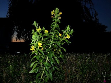 �������� ���: ���������� � ������������ ��� ������ ����