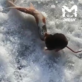 Жадный крот хотел стащить улов сахалинских рыбаков