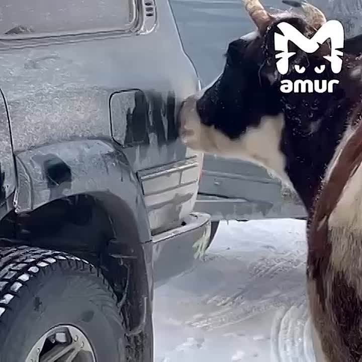 Корова попробовала на вкус машину рыбака на Сахалине