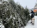 Островные лесные хозяйства приступили к продаже новогодних елей и пихт