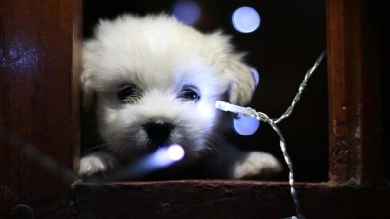 Детский сад, гимназия и часть Южно-Сахалинска останутся без света 17 декабря