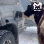 Корова попробовала на вкус машину рыбака на Сахалине