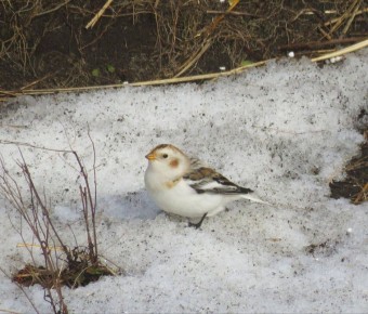 Зимний Парамушир и его пернатые обитатели