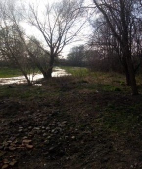 Неожиданные возможности: посадка укропа без полива в условиях повышенной влажности