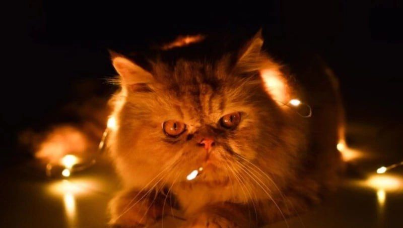 ����� ������� ����-���������� �������� ��� ����� 22 �������