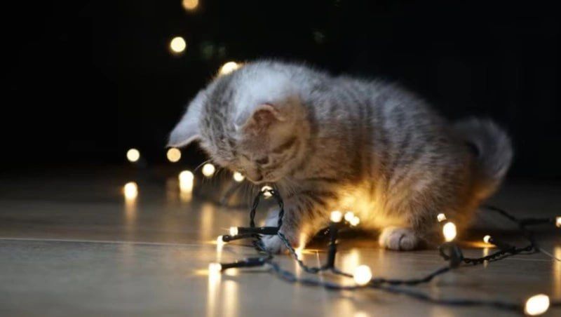 ������ �������� ����� ����-���������� ��� ����� 23 �������