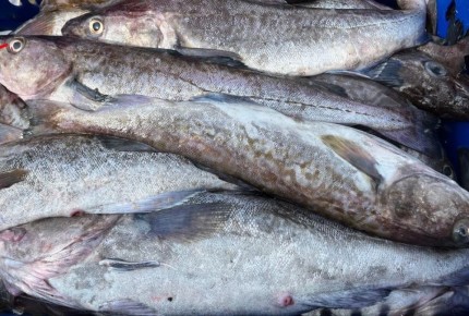 ��������� ����� ��������� ���� ���������� ��������������