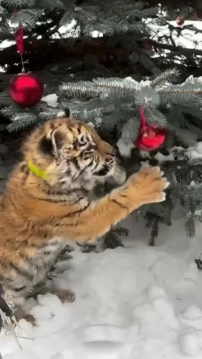 ������ ����. 24 ������� � ���� ��������� ����