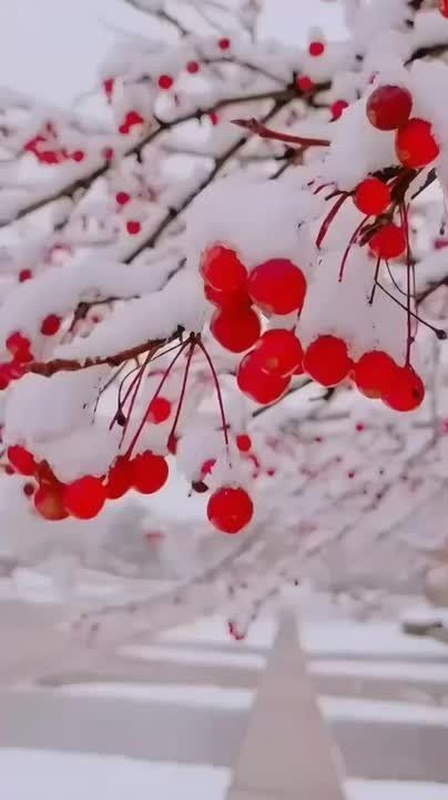 ������ ����!. ������� ���� �������� � ���� ���� �������� ����� � ���� ������ �������� (1949), ������� ������� ������������� (1964 � 2025) � ����� ������� (1986) �� ������ ���� �������� 5 ����