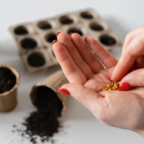 ������� �������� �������: ������ ��� �������