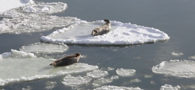 ������� ��������� ������� ���������� ���������