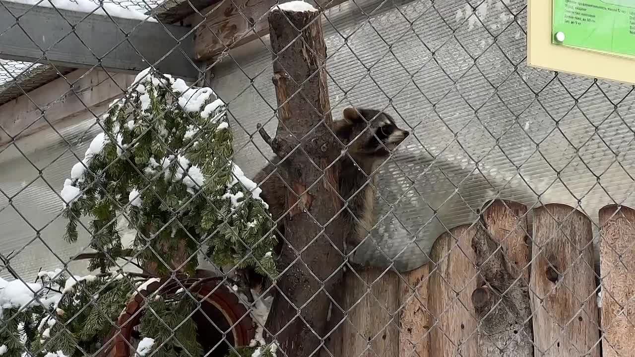 Сахалинский зооботанический парк откроется 2 января