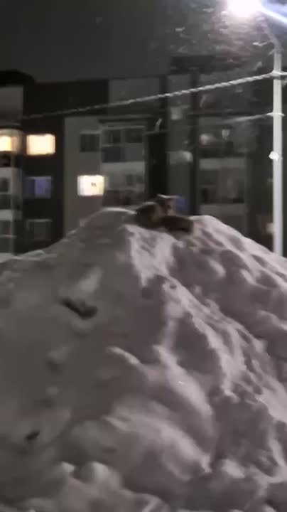 Лисица вышла к людям в разгар новогодних каникул на юге Сахалина