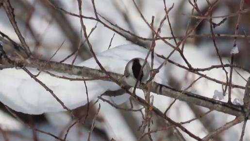 Бенефис синички-пухляка и зимняя сказка на Уюне