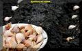 Секреты успешной посадки озимого чеснока: как обеспечить богатый урожай