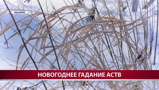 Сахалинская лошадь Астра предсказала изменение стоимости жилья в 2026 году