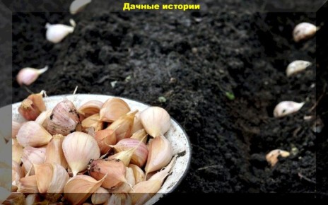 Секреты успешной посадки озимого чеснока: как обеспечить богатый урожай