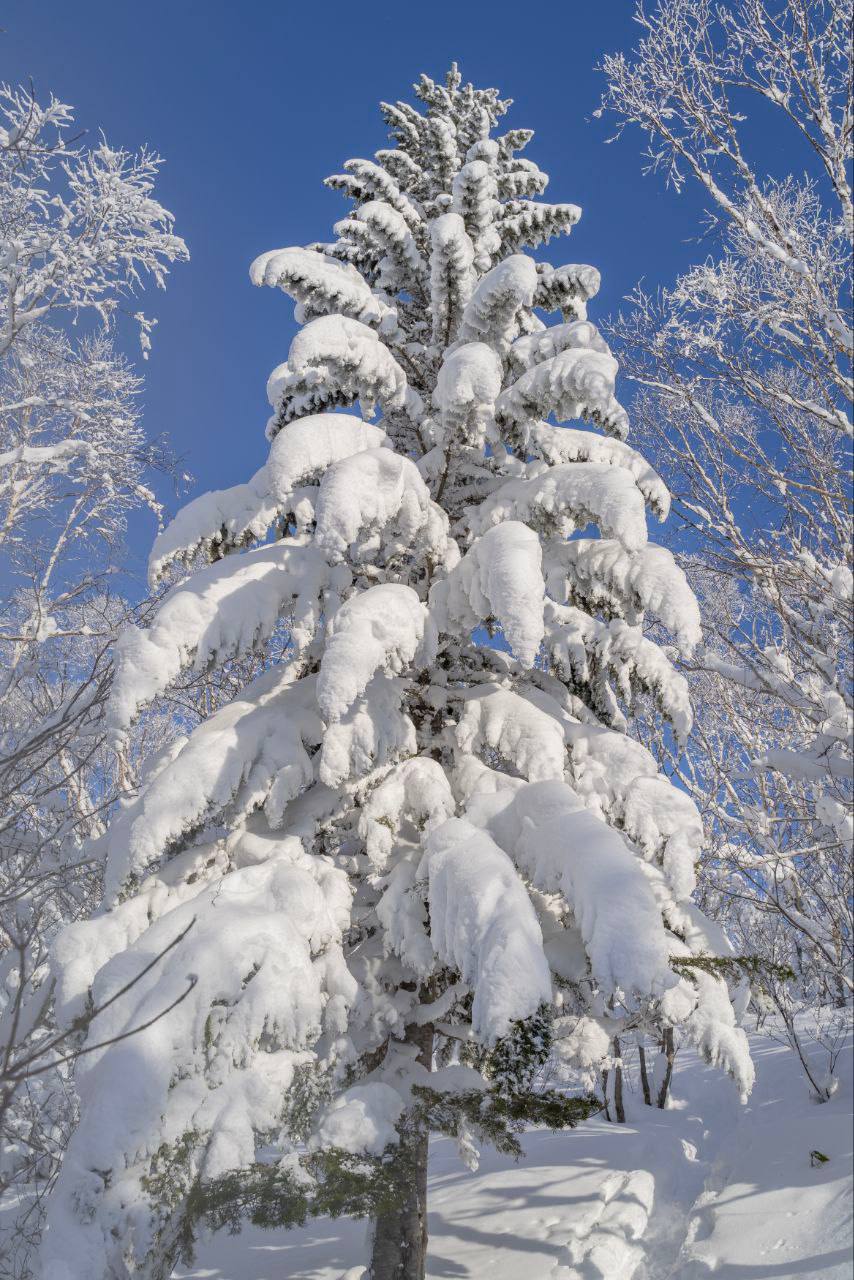 Сахалинская зимняя сказка на горе Тургенева Сахалинская зимняя сказка на горе Тургенева