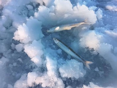 ����� ��������� �������� ����� �� ����� ���������� � ������������ ������ ������� �������� ������� �������� ����� - �� ��� � ��� ���� ��������� ������ �� �����