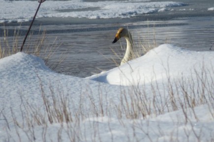 ������ ������-��������� ��������������� ��������� ������