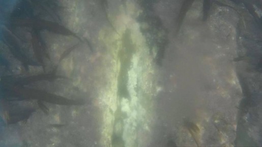 ���� � ���� �������� �������� �� �����