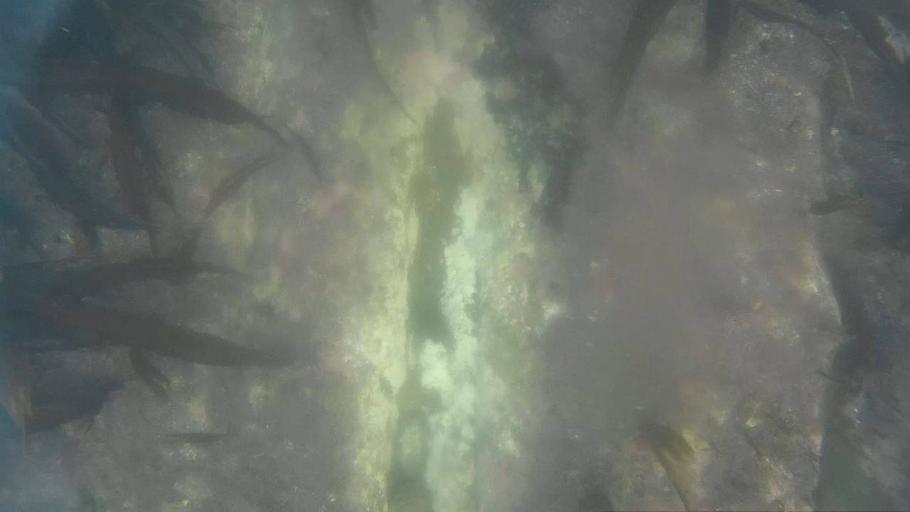 След в виде Сахалина заметили на камне