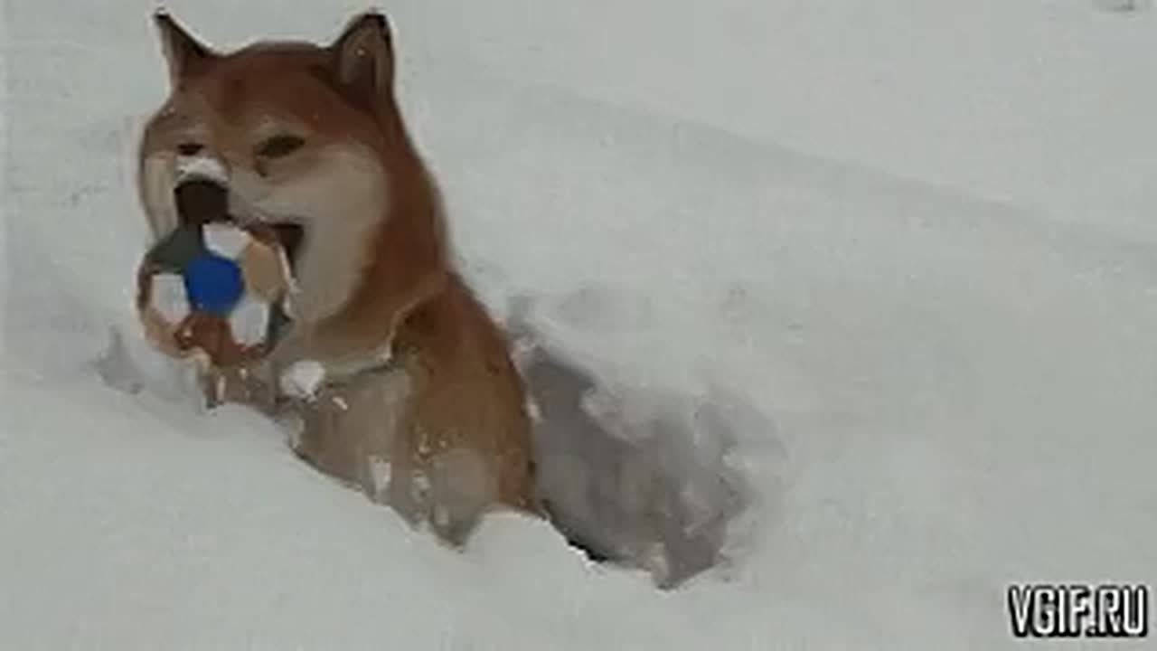 Потерялся домашний питомец? Ищете дом тому, кто ещё не обрёл любящую семью?
