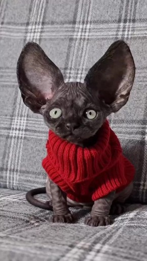 ������ ����!. ������� ������������� ���� ���������� � ���� ���� �������� ���������� ������ ������������ (1923 � 1994) � ������ ���� ������ (1970)