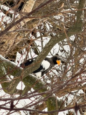 ���������� ������ �� ��������