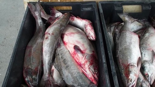 ��� ���� ��� ���������!. ��������� ������ � ���� �� ������� �� �������� �� ������ �� ������� �������, �� � �� ���� ������