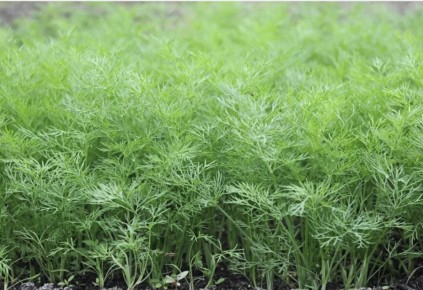 ������ ����� �������� ��������� � �����������