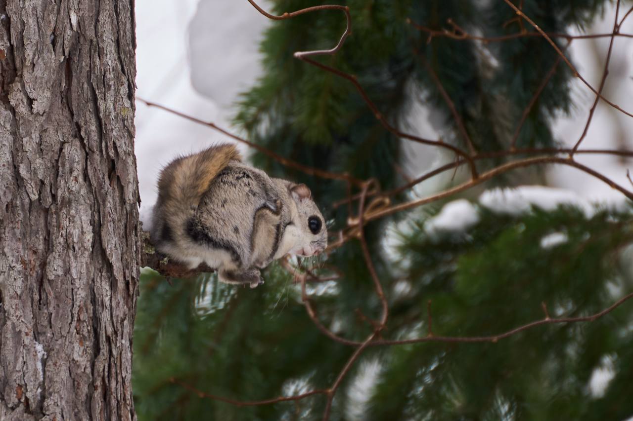 Белка-летяга попала в кадр на Сахалине